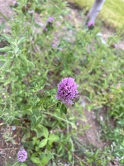 Trifolium pratense