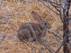 Lepus saxatilis