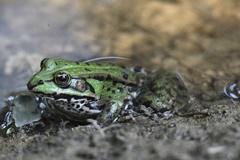 Pelophylax lessonae