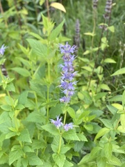 Agastache