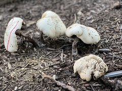 Agaricaceae