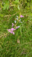 Desmodium incanum