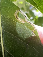 Stigmella