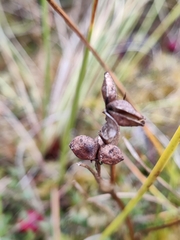 Scheuchzeria palustris