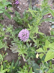Trifolium pratense