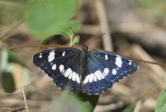 Limenitis reducta