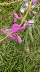 Desmodium incanum