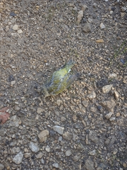 Aves