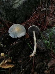 Protostropharia semiglobata