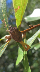Brochymena quadripustulata