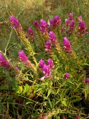 Melampyrum arvense
