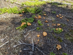 Cantharellus roseocanus