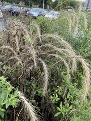 Elymus villosus