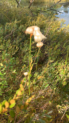 Eriophorum virginicum