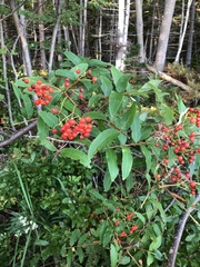 Sorbus americana