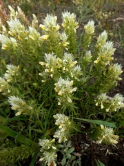 Melampyrum argyrocomum