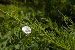 Convolvulus arvensis