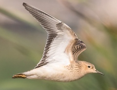 Calidris subruficollis