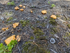 Cantharellus roseocanus