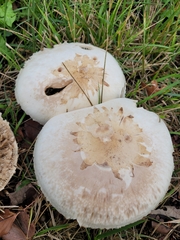 Amidella