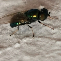 Microchrysa polita