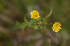 Sonchus oleraceus