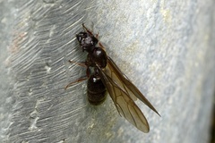 Carebara