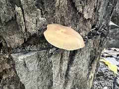 Simocybe serrulata