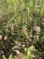 Monarda fistulosa