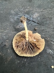 Simocybe serrulata