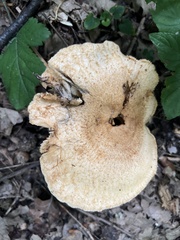 Lactarius mairei