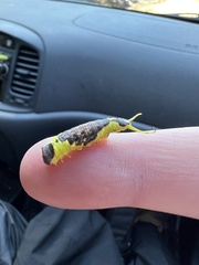 Furcula scolopendrina