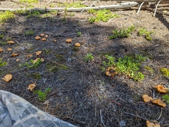 Cantharellus roseocanus