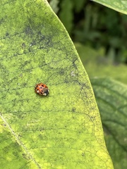 Hesperomyces harmoniae