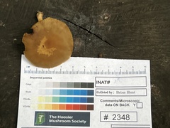 Simocybe serrulata