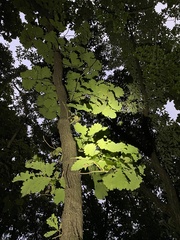 Quercus dentata