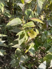 Monarda fistulosa