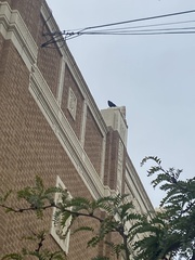 Corvus brachyrhynchos