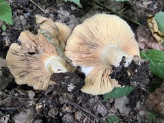 Lactarius mairei