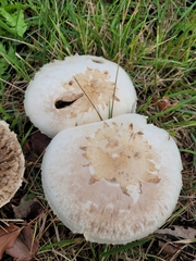 Amidella