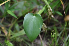 Pontederia vaginalis