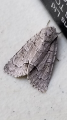 Acronicta radcliffei