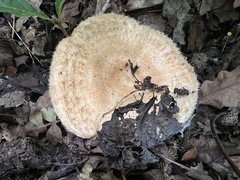 Lactarius mairei