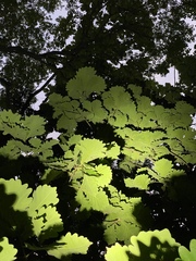 Quercus dentata