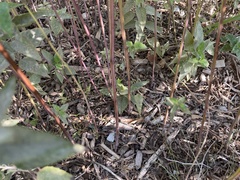 Monarda fistulosa