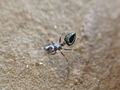 Crematogaster ashmeadi