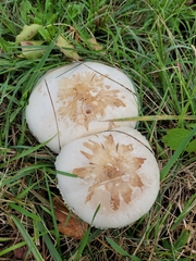 Amidella