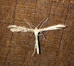 Platyptilia carduidactylus