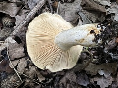 Lactarius mairei