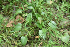 Pontederia vaginalis